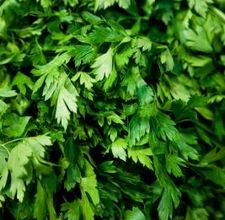 Coriander Essential Oil